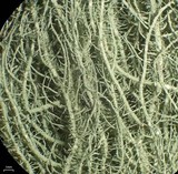 Usnea scabrata image