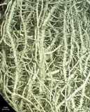 Usnea scabrata image