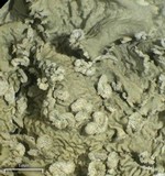 Flavopunctelia soredica image