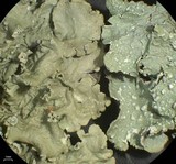 Flavopunctelia flaventior image