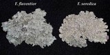 Flavopunctelia soredica image