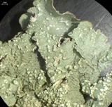 Flavopunctelia flaventior image
