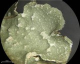 Flavopunctelia flaventior image