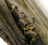 Chromosera cyanophylla image