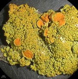 Xanthomendoza montana image