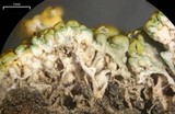 Xanthomendoza montana image