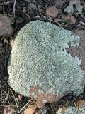 Xanthoparmelia cumberlandia image
