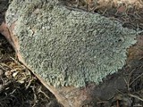 Xanthoparmelia cumberlandia image