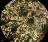 Cladonia multiformis image