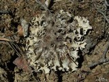 Peltigera rufescens image