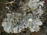 Peltigera rufescens image