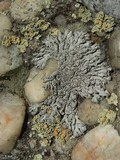 Physcia phaea image