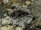 Physcia phaea image