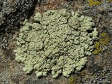 Rhizoplaca melanophthalma image