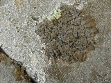 Umbilicaria angulata image