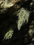 Usnea lapponica image