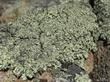 Xanthoparmelia coloradoensis image