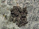 Umbilicaria hyperborea image