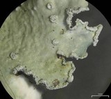 Punctelia jeckeri image
