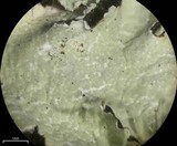 Punctelia jeckeri image
