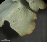 Punctelia jeckeri image
