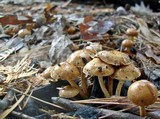 Pholiota highlandensis image