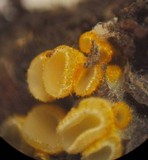 Arachnopeziza aurelia image