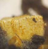 Arachnopeziza aurelia image