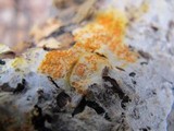 Hypomyces aurantius image