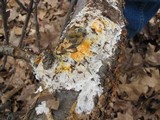 Hypomyces aurantius image