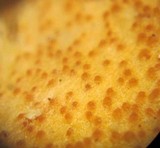 Hypomyces aurantius image