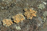 Rhizoplaca chrysoleuca image