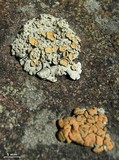 Rhizoplaca chrysoleuca image