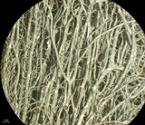 Usnea cavernosa image