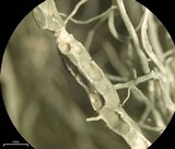 Usnea cavernosa image