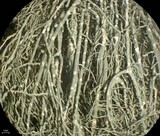 Usnea cavernosa image