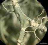 Usnea cavernosa image