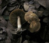 Inocybe olympiana image