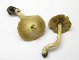 Inocybe olympiana image