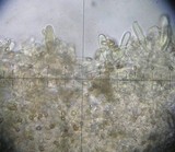 Inocybe olympiana image
