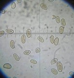 Inocybe olympiana image