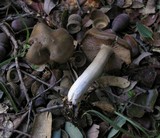 Entoloma rhodopolium image