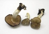 Entoloma rhodopolium image