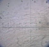 Entoloma rhodopolium image