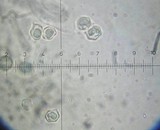 Entoloma rhodopolium image