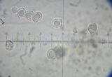 Entoloma cinereolamellatum image
