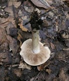 Hebeloma sinapizans image