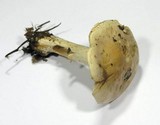 Hebeloma sinapizans image