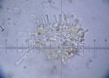 Hebeloma sinapizans image