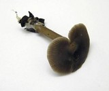 Entoloma papillatum image